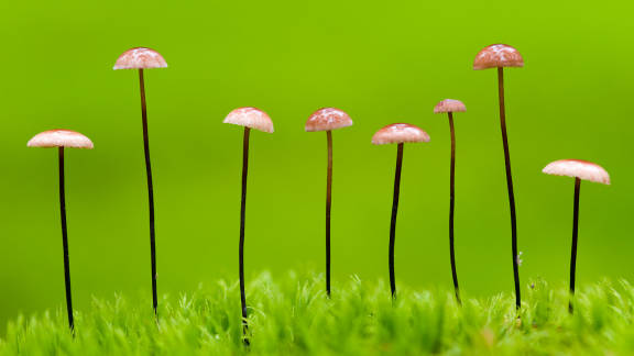 Gymnopus androsaceus, Bi&eacute;lorussie