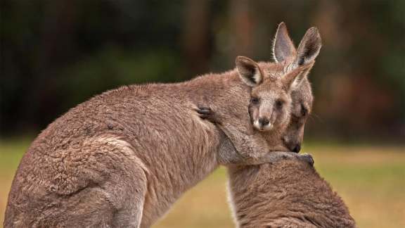 Kangaroo family for National Hugging Day