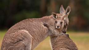Kangaroo family for National Hugging Day