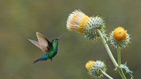 Green-crowned brilliant hummingbird