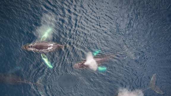 Family of humpback whales, Dutch Harbour, Alaska
