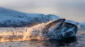 Whales in winter