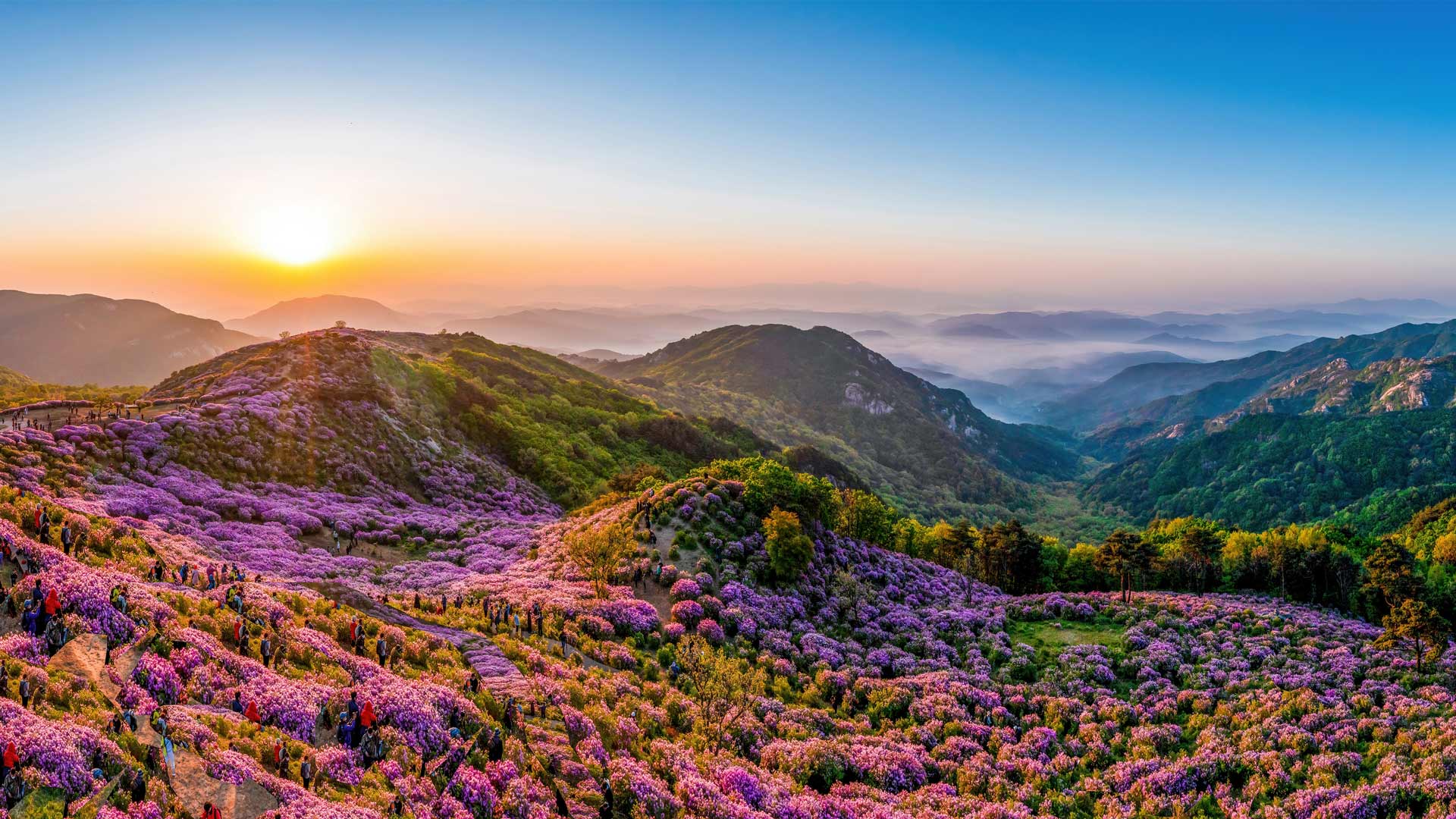 Azaleas blooming on Hwangmaesan Mountain, South Korea