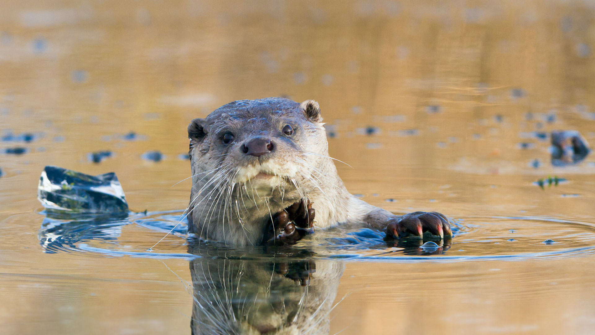 European river otter