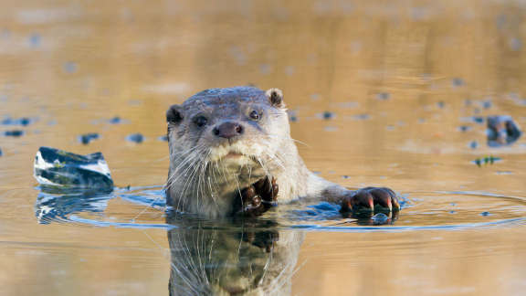European river otter, Netherlands