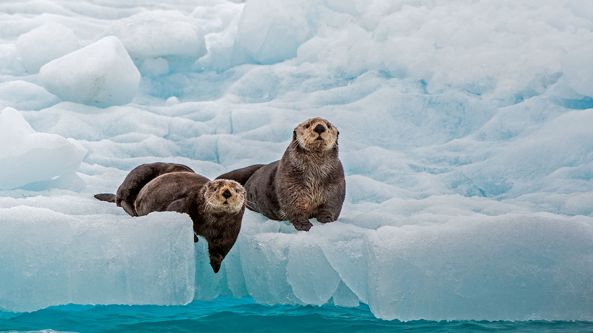 Sea Otter Awareness Week