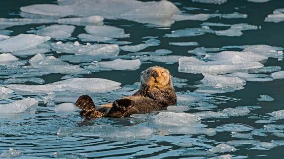 Bing image: Sea otter in Prince William Sound, Alaska, USA - Bing ...