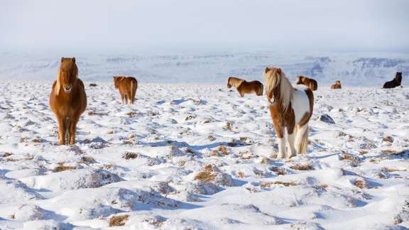 Des chevaux uniques au monde