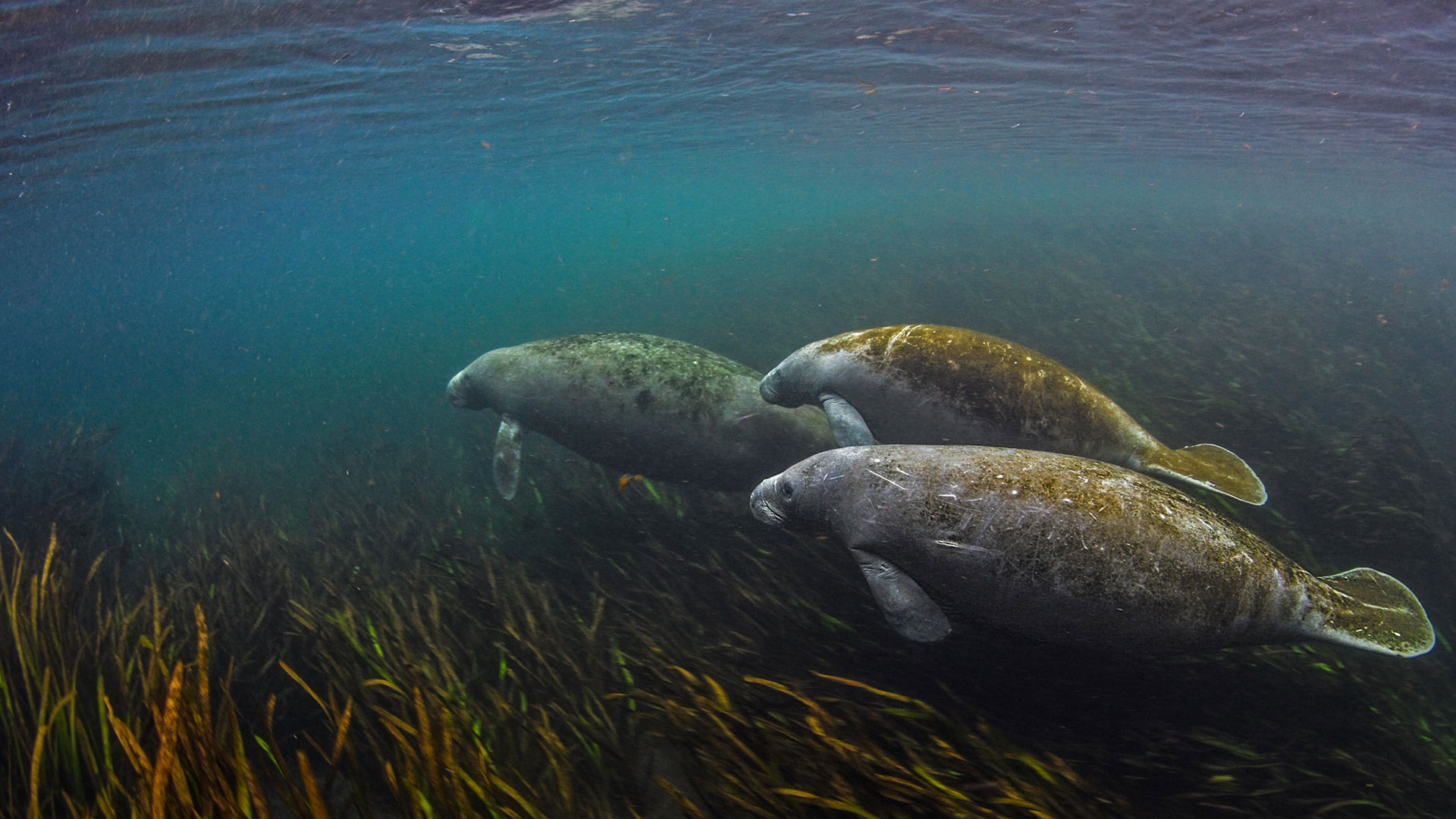Swimming with the sea cows