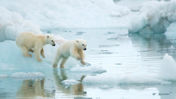 Polar bear cubs playing in Svalbard, Norway
