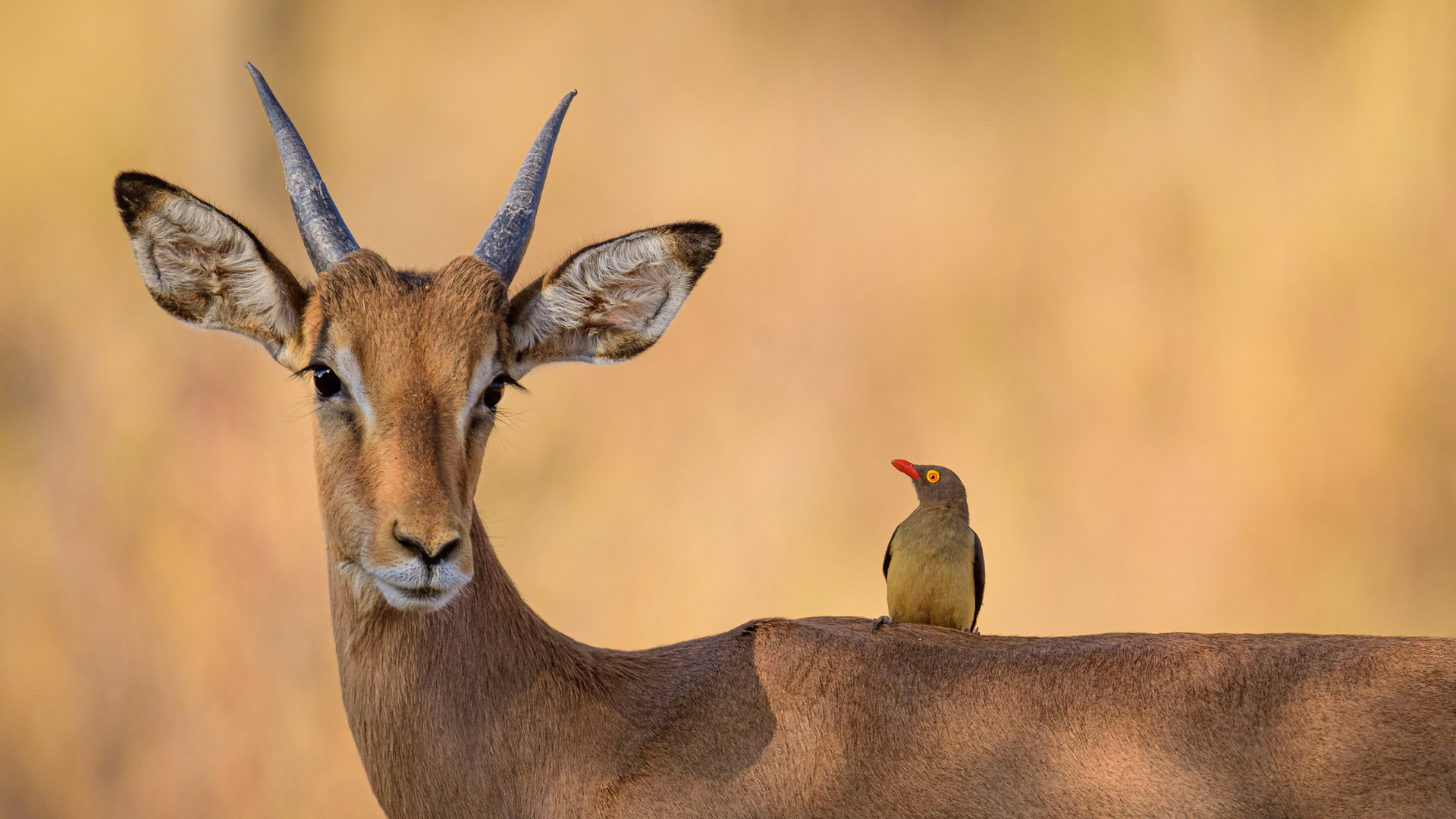 Bing image: Impala and red-billed oxpecker, South Africa - Bing ...