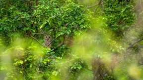 On the trail of the Indian eagle-owl