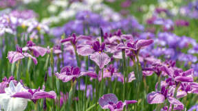 An iris garden in Tokyo, Japan