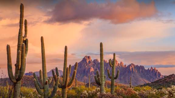 Saguaro cacti, Ironwood Forest National Monument, Arizona