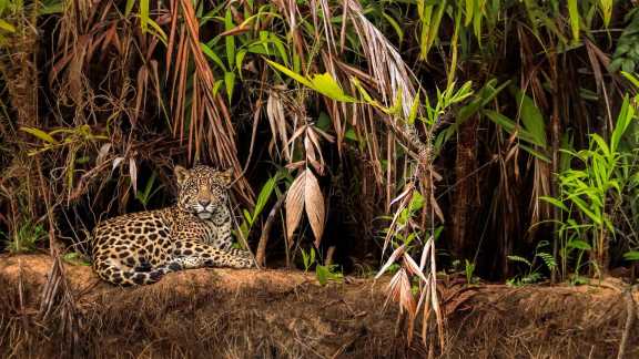 Jaguar in the Pantanal wetlands