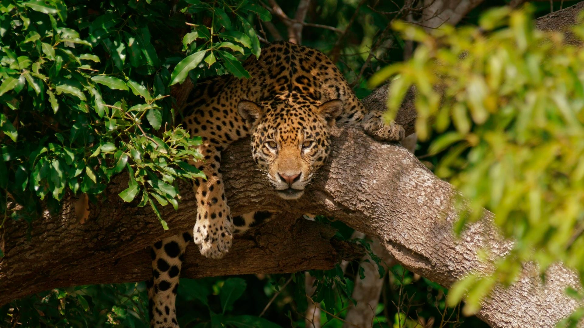 Pregui&ccedil;a calculada