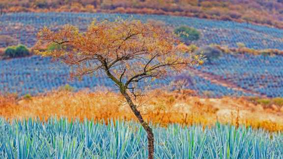 Questa flora blu vale più dell’oro