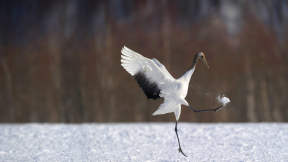 A crane for good luck in today’s big game