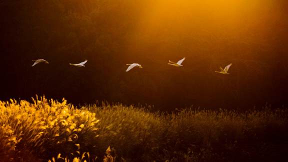 Whooper swans
