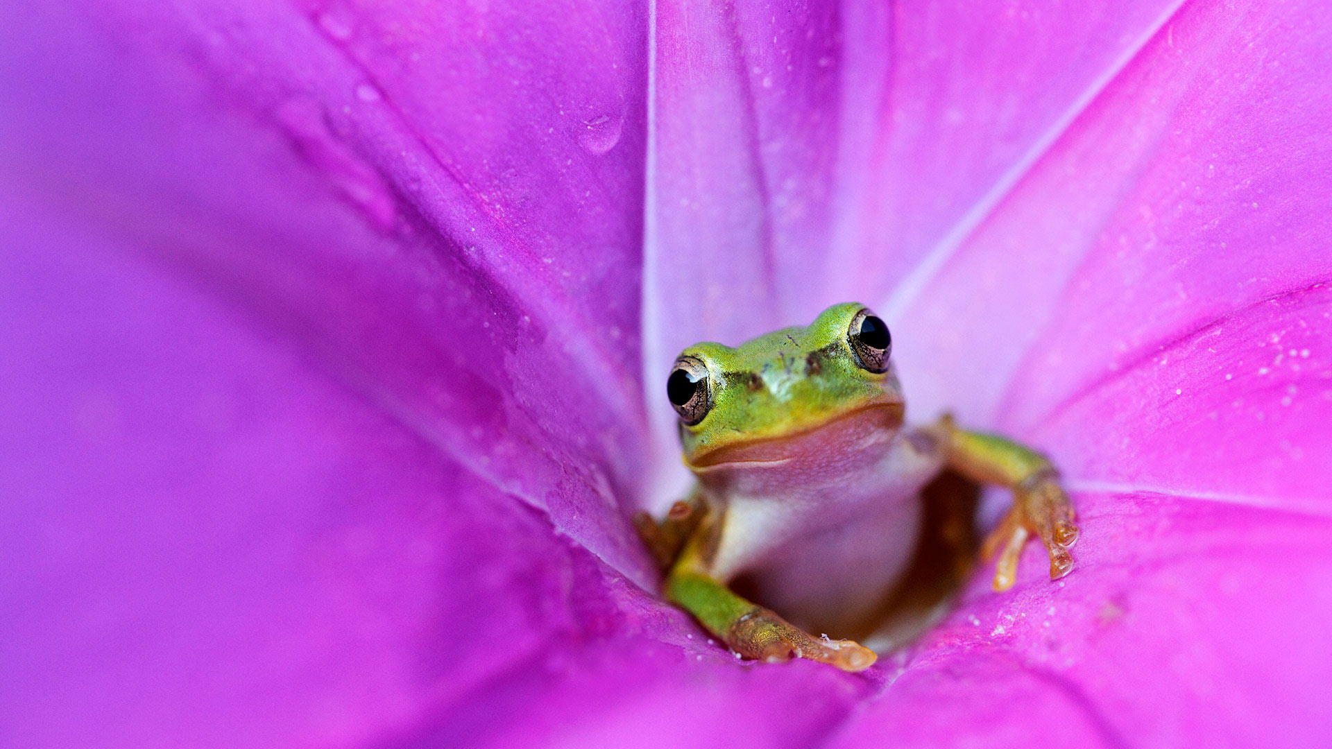Japanese tree frog in a pink morning glory