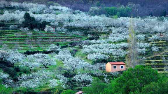 Jerte Valley in bloom