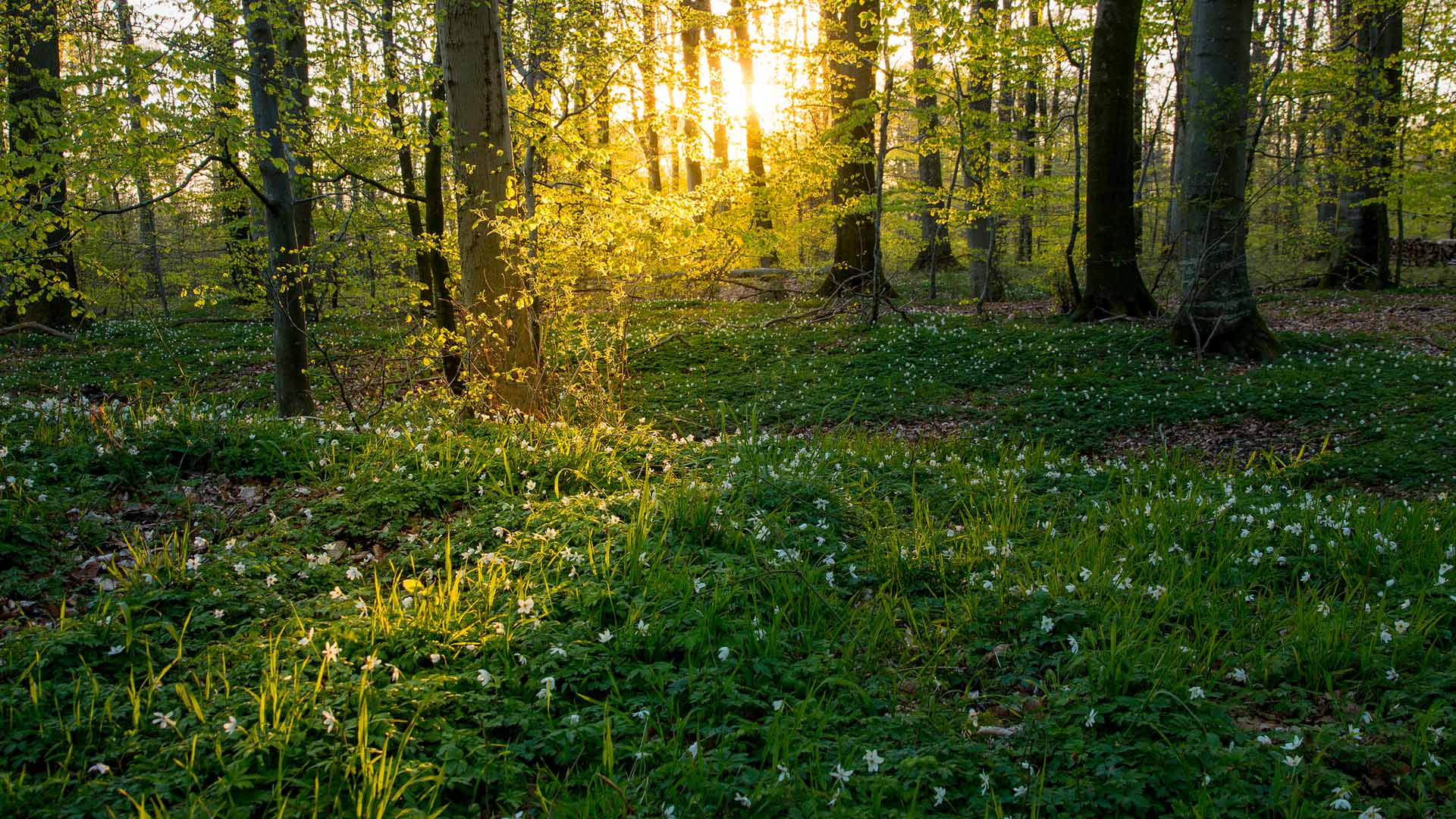 Beech trees and anemone wildflowers, Jutland, Denmark