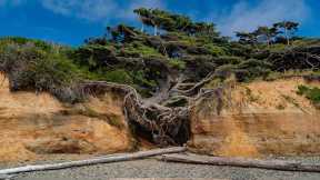 Kalaloch Tree of Life, Olympic National Park, Washington, USA