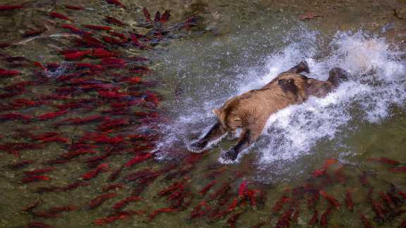 Parc national de Katmai, Alaska, &Eacute;tats-Unis