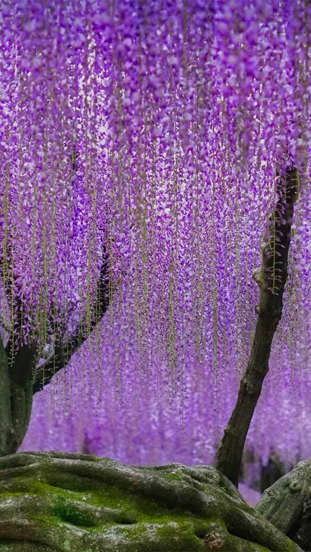 kawachi fuji garden wallpaper