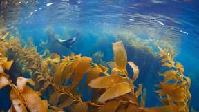 Sea lion in a kelp forest, Baja California, Mexico