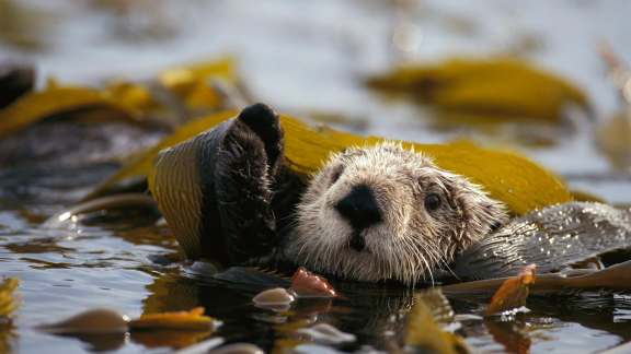 World Otter Day