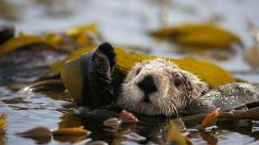 World Otter Day