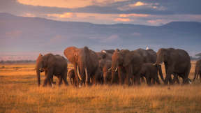 World Elephant Day