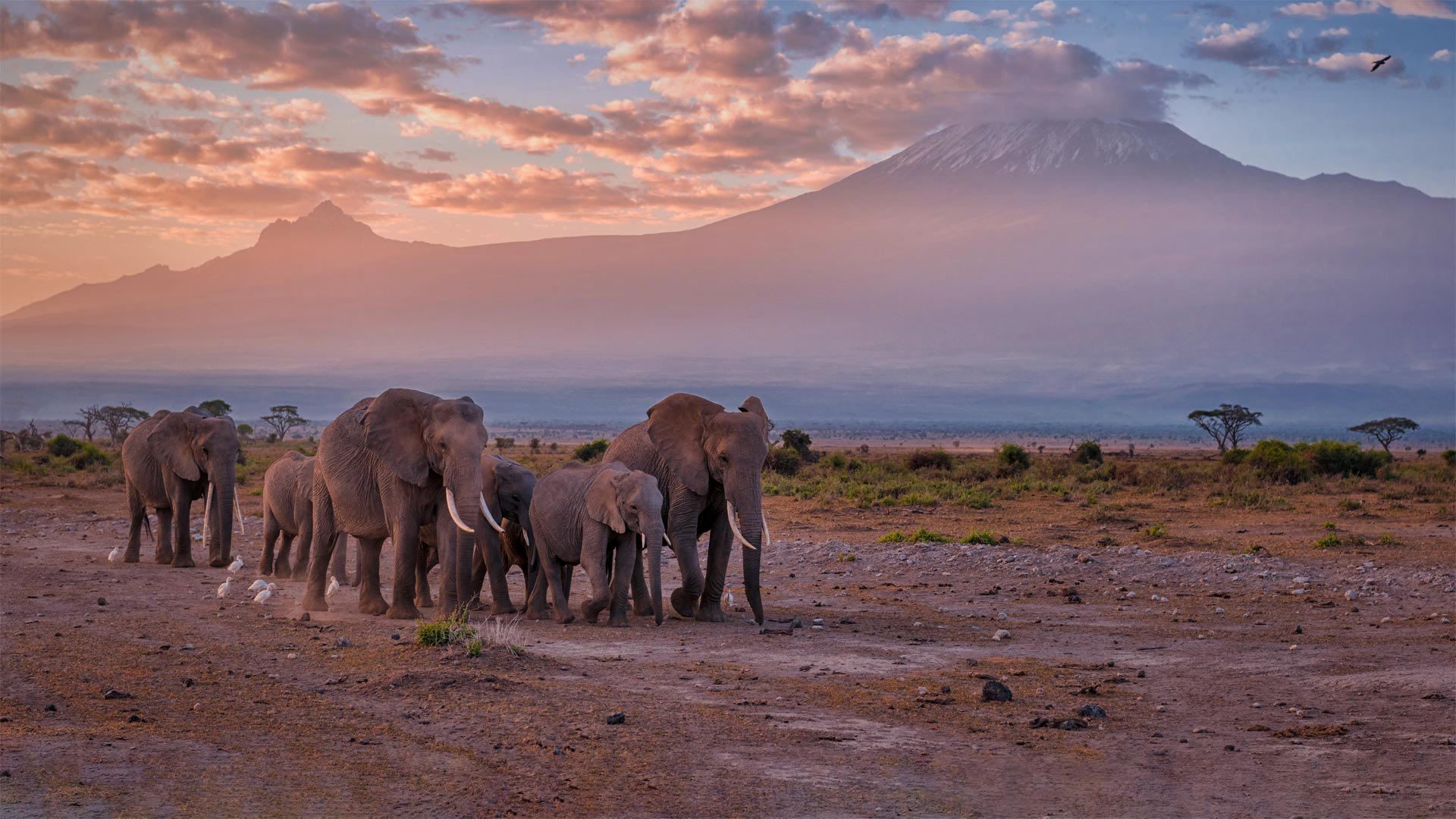 Sunrise Clear View Mount Kilimanjaro Background Stock Photo 1678344601 |  Shutterstock