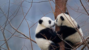 Pandas pucker up for International Kissing Day
