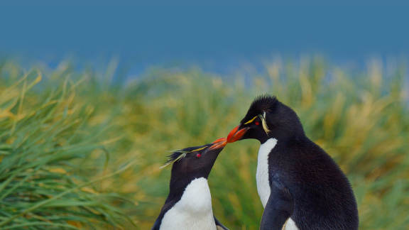 A peck between penguins