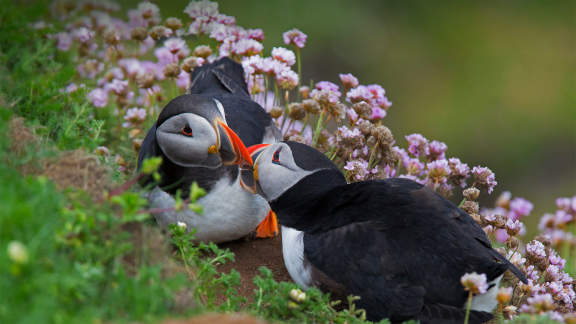 Puffins pucker up