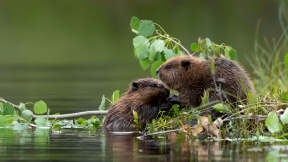 Two hungry baby beavers