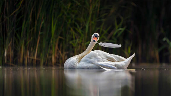 Le chant du cygne