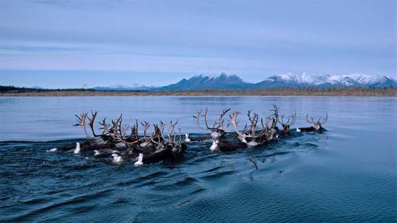 Caribou on the move