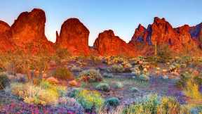 Refuge faunique national de Kofa, Arizona, &Eacute;tats-Unis
