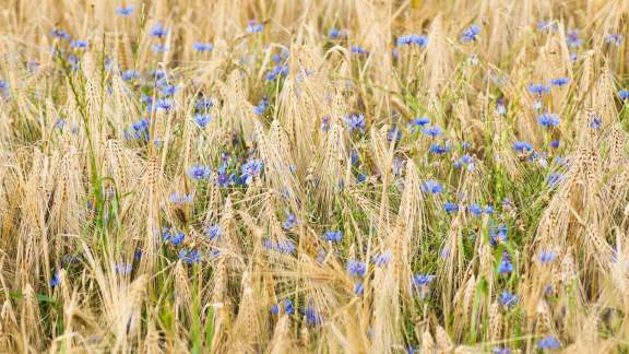 Ein Feld voller Blumen