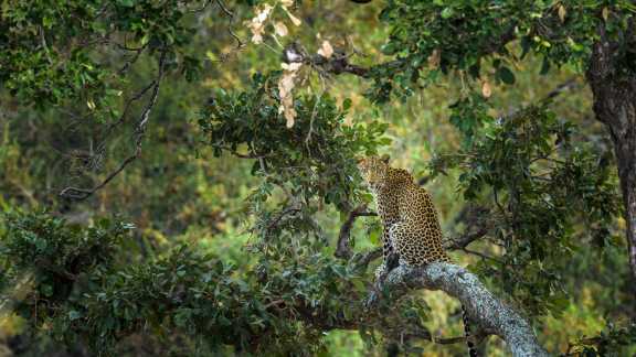 Leopard in a tree, Kruger National Park, South Africa