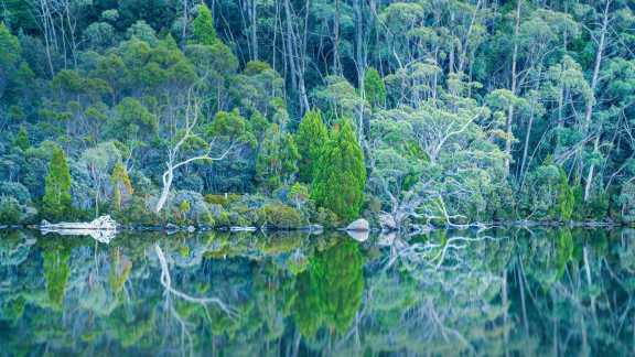 Ancient groves in Australia