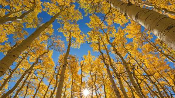 Herbstfarben in Colorado