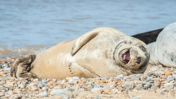 A seal of smiles