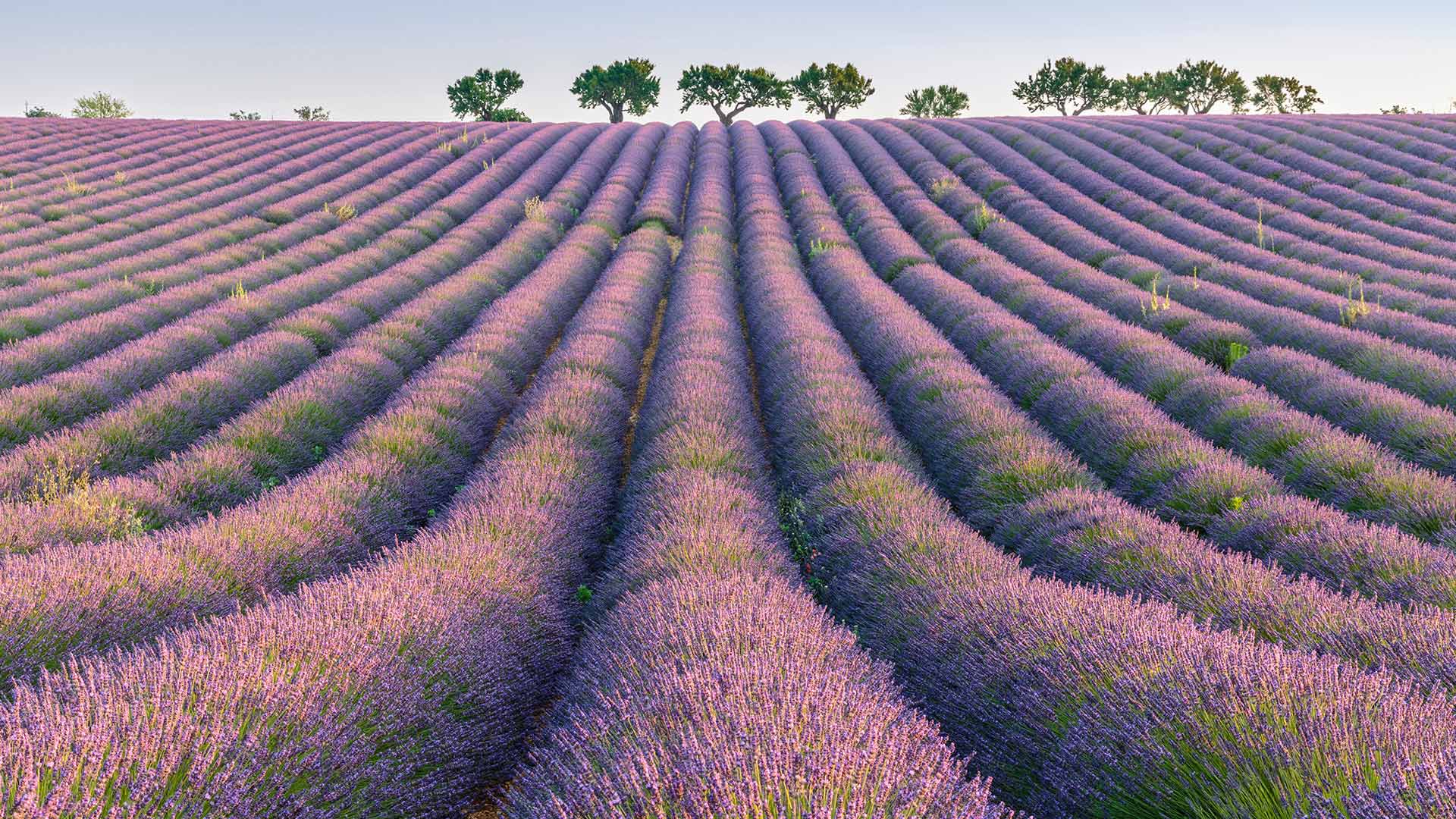 Lavendelfelder, Plateau de Valensole, Provence, Frankreich