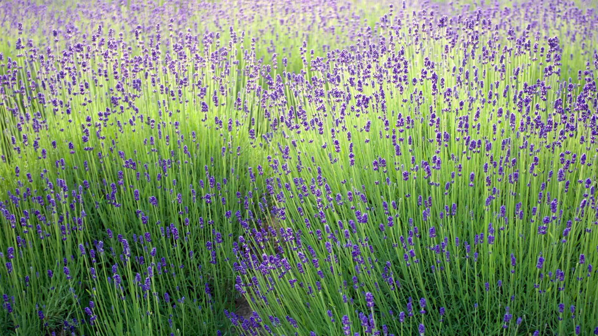 初夏に揺れる紫の花畑