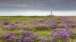 Leuchtturm Westerheversand, Nordfriesland, Schleswig-Holstein