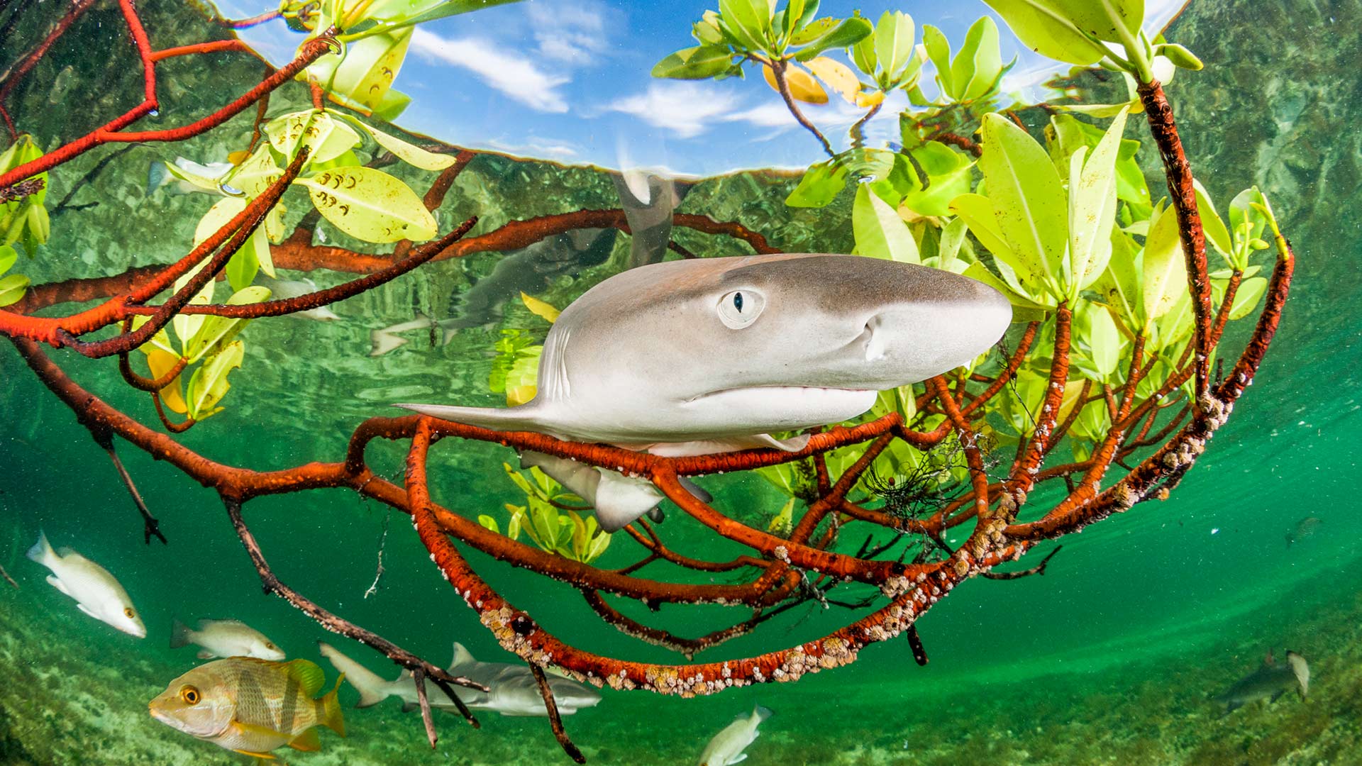 Lemon shark pup in mangrove forest, Eleuthera, Bahamas